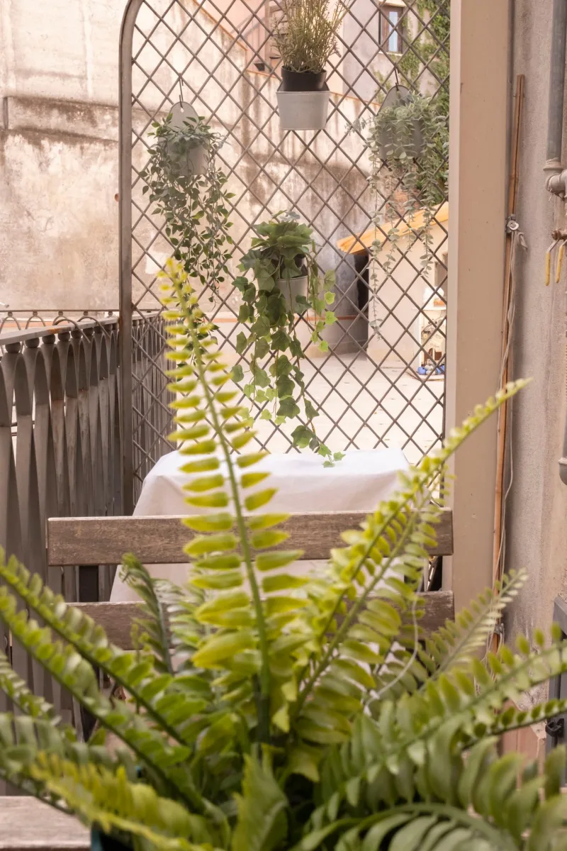 Fern on the balcony overlooking the street
